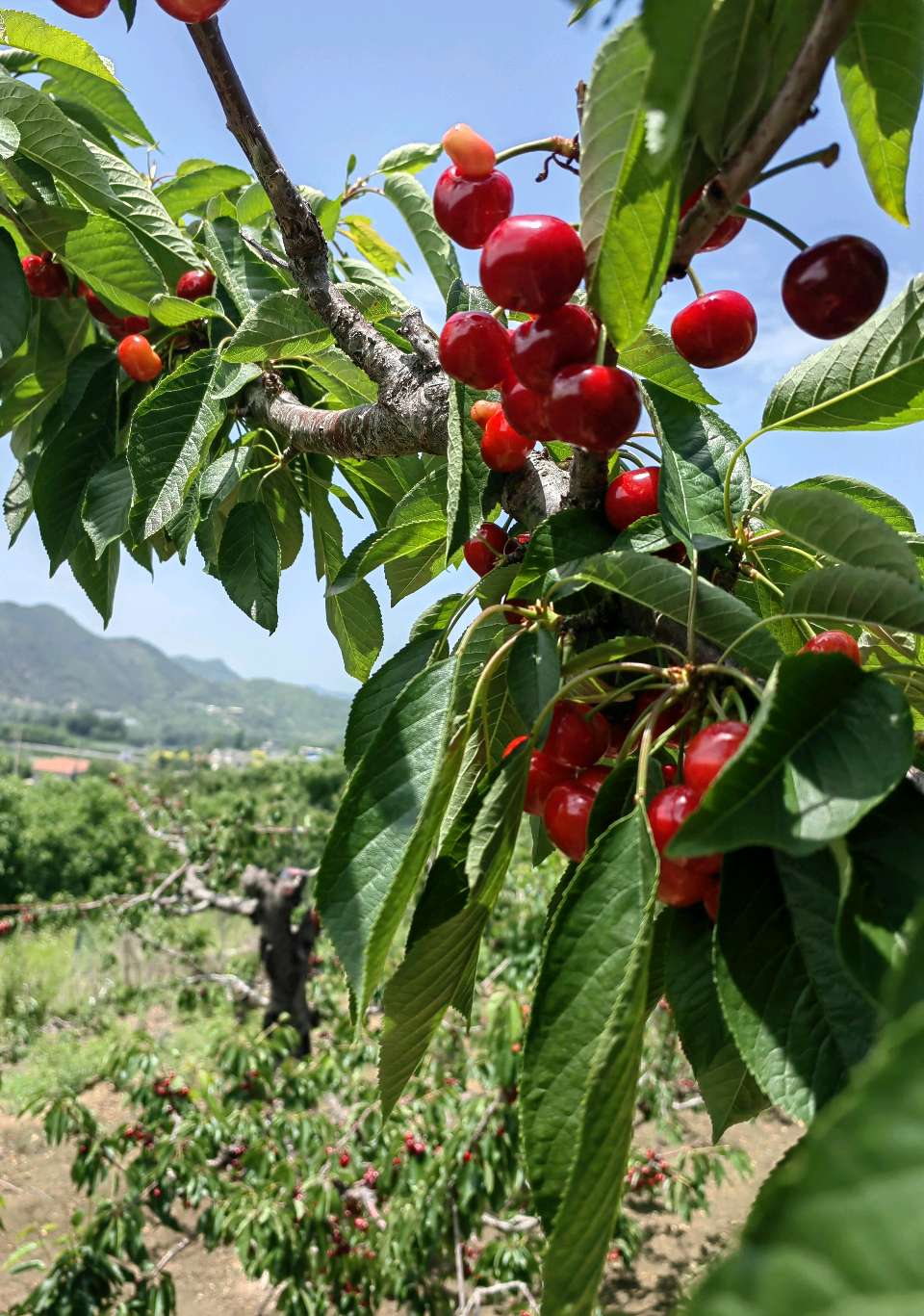 南山摘樱桃🍒（图6）
