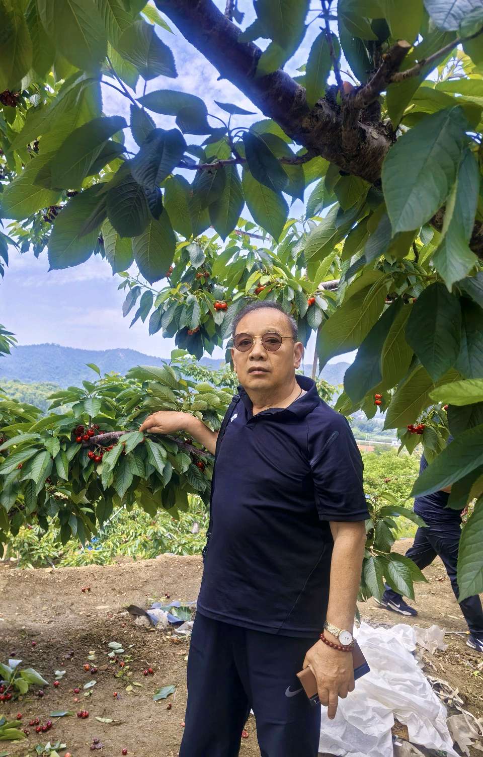 南山摘樱桃🍒（图3）