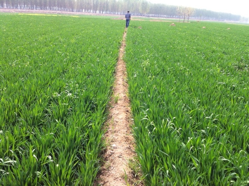 田畴风暖，旧梦难凉（图2）