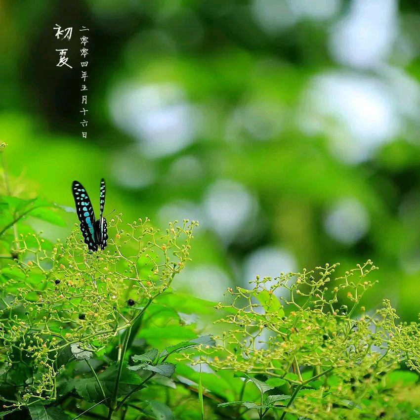 【昊昊海峡新干线副刊】初夏亦美，同样惹相思（作者：昊昊/中国台湾）……莲叶之珠文学社（图3）