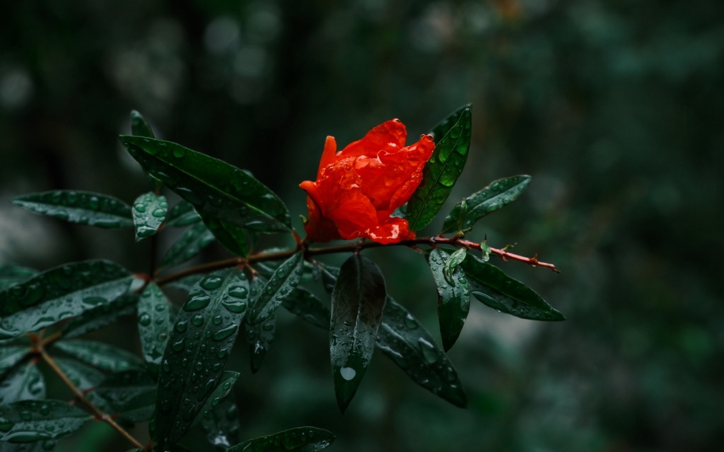 【新诗大观】微风伴着细雨||文/秦志红（图2）