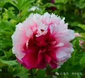 刘凤亭：咏牡丹||巴彦诗协【1154】（图6）