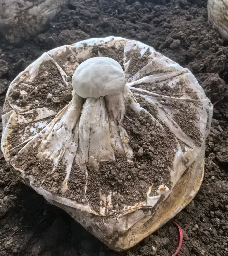 题泰山天花（灰树花）作者杨众（图2）