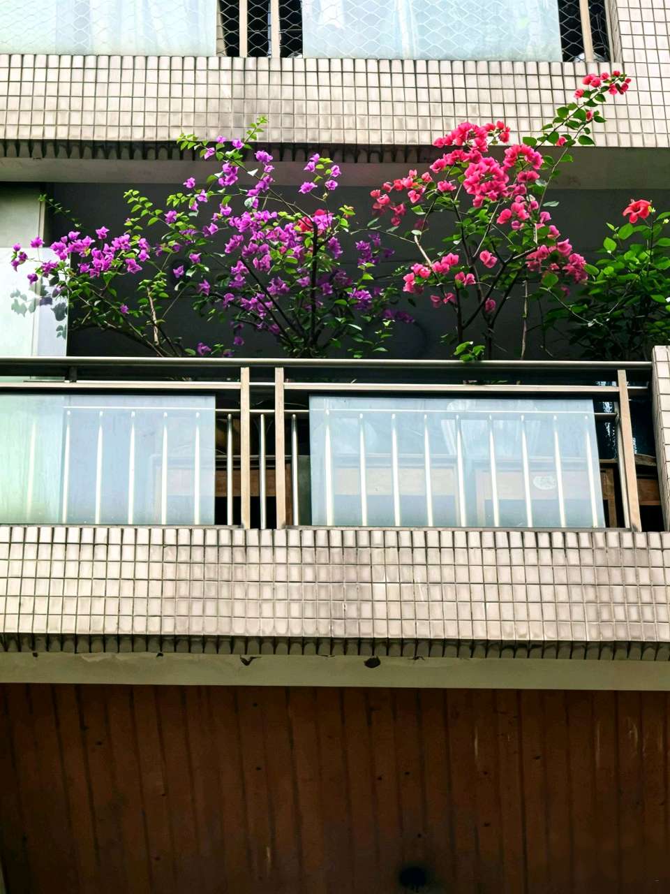 「散文」我家阳台上的三角梅（图9）