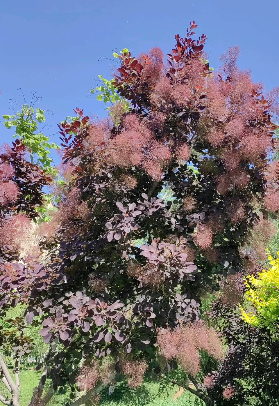 似花还似非花（图4）