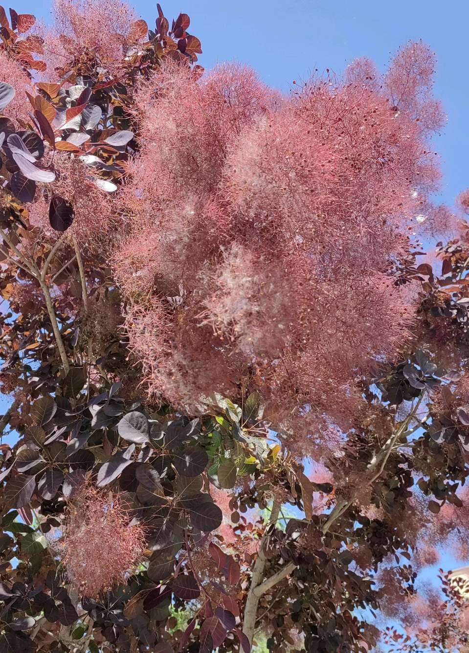 似花还似非花（图5）