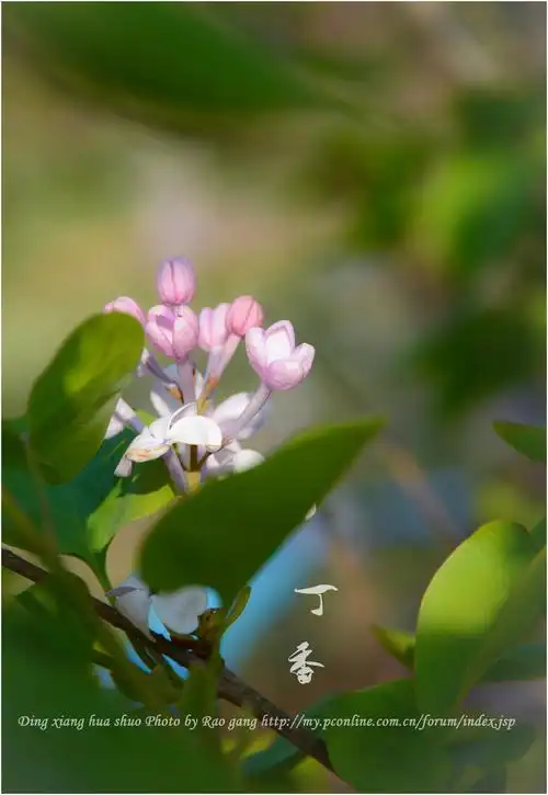 刘凤亭：咏丁香||巴彦诗协【1164】（图7）