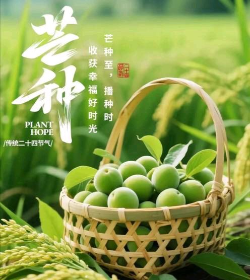 【散文】《时逢芒种 岁岁耕耘皆可期》作者: 强军/陕西宝鸡(图6)
