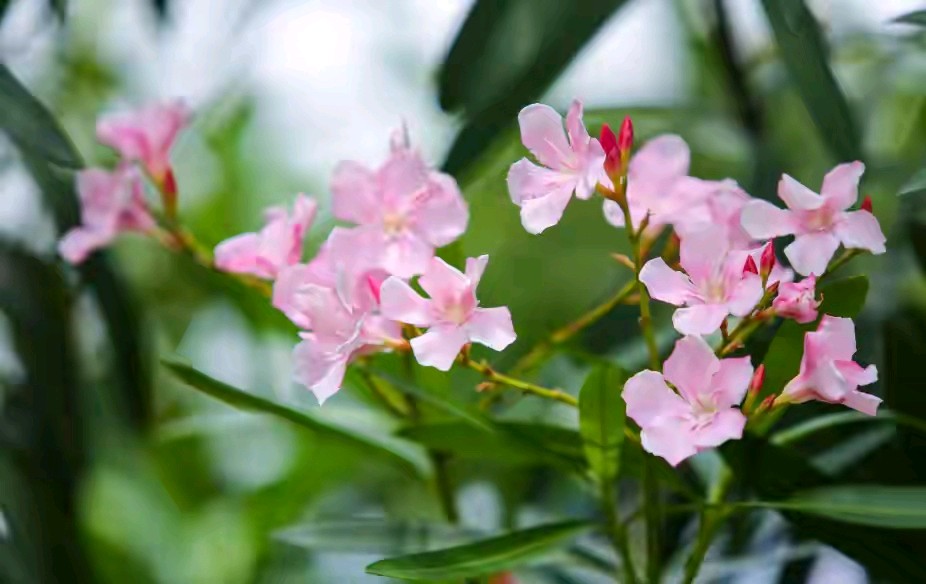微型散文诗《带刺的芳菲》（图2）