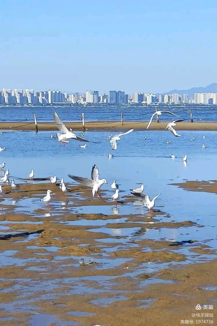 《月下笛 • 夏游北戴河欢乐湾》（张炎体）作者/吴云钦（图4）