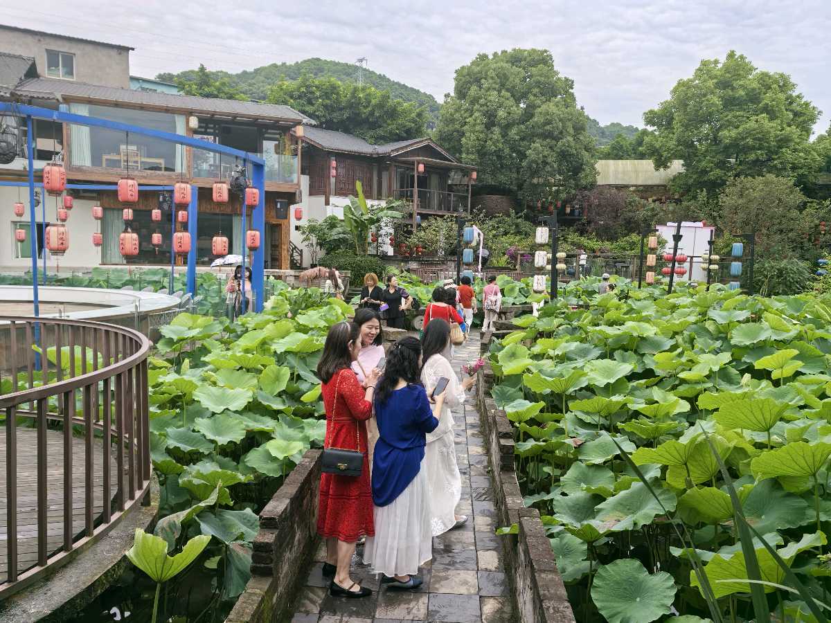 「散文」雨游鲜龙井，姐妹情长醉南山（图30）