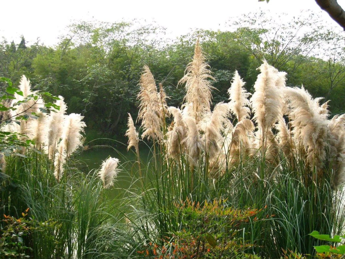 微型散文诗《芦影逐波》