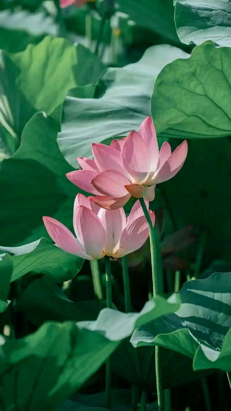 七律《三节齐临》文/潘毅