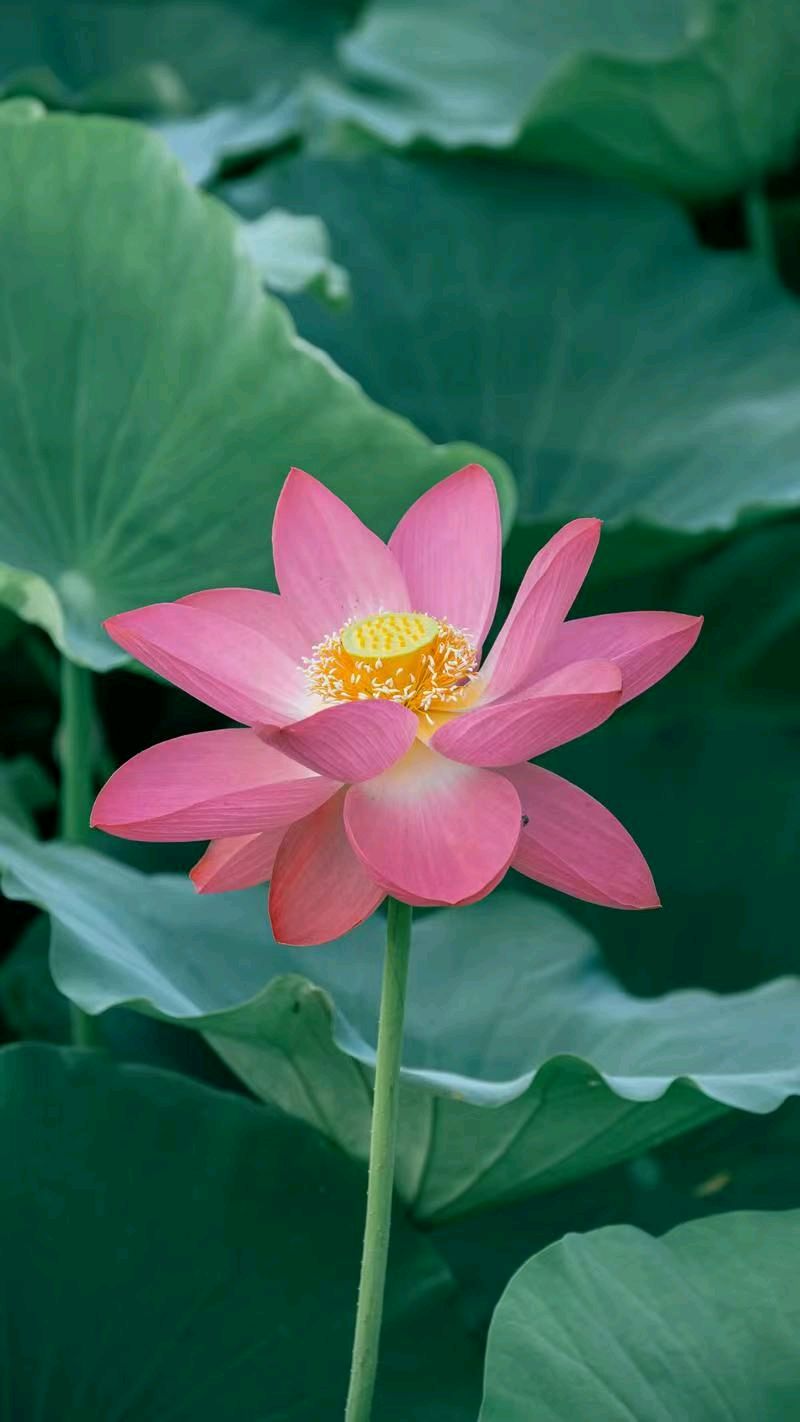 七律《三节齐临》文/潘毅（图3）