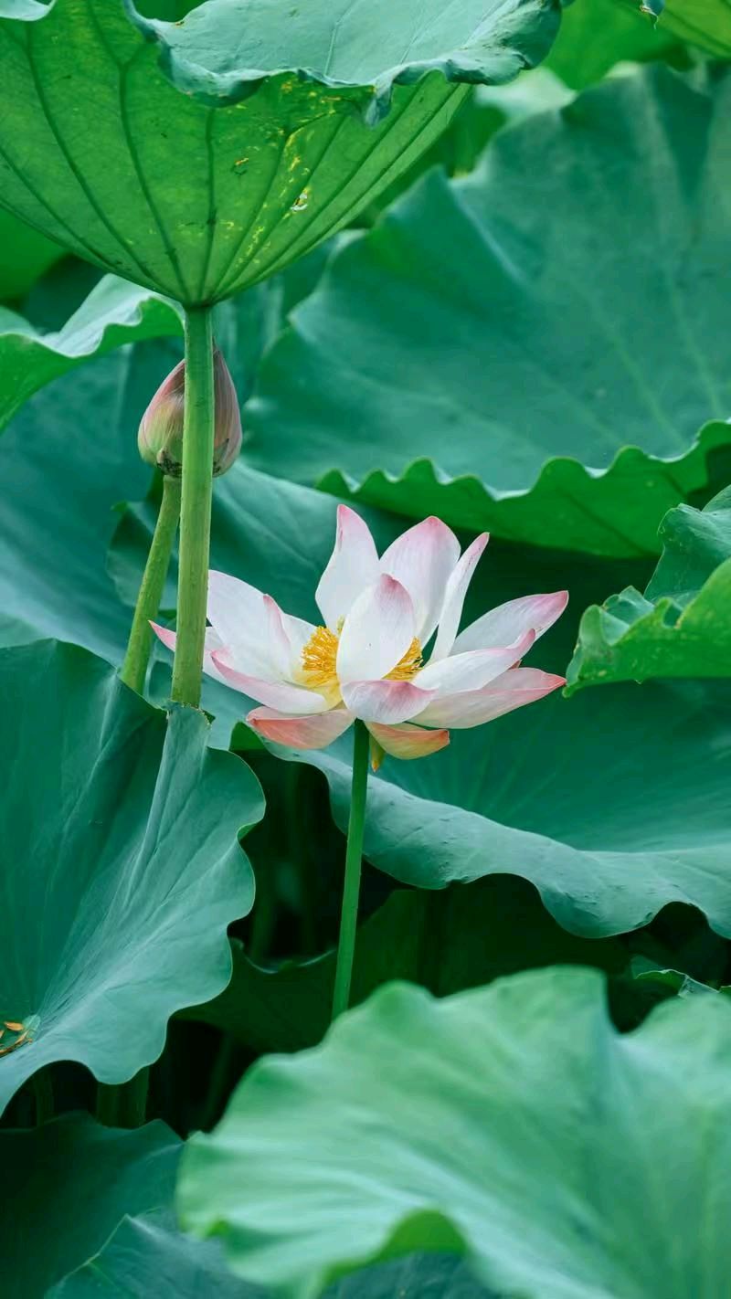 七律《三节齐临》文/潘毅（图4）