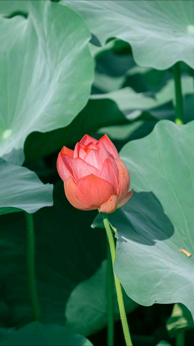 七律《三节齐临》文/潘毅（图5）