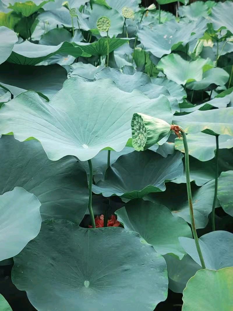 七律《三节齐临》文/潘毅（图6）