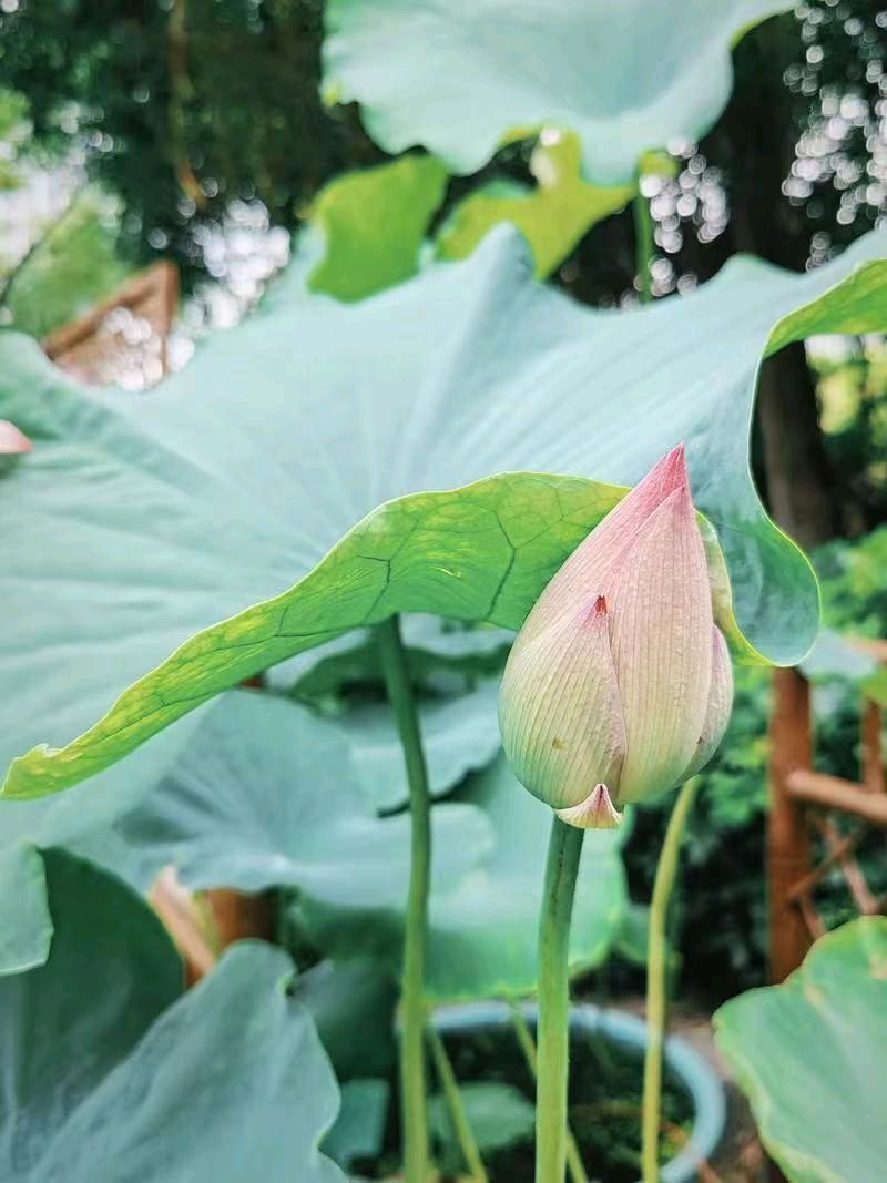 七律《三节齐临》文/潘毅（图8）