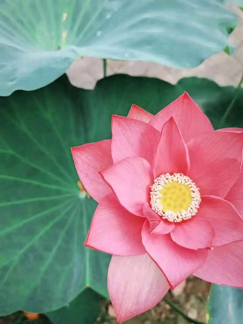 七律《三节齐临》文/潘毅（图9）