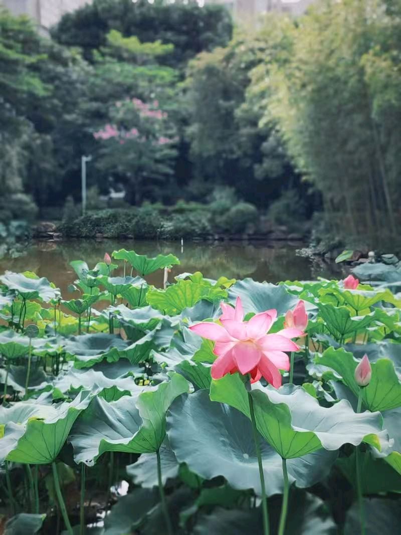 七律《三节齐临》文/潘毅（图11）