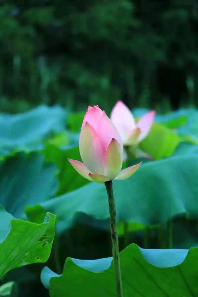 七律《三节齐临》文/潘毅（图12）