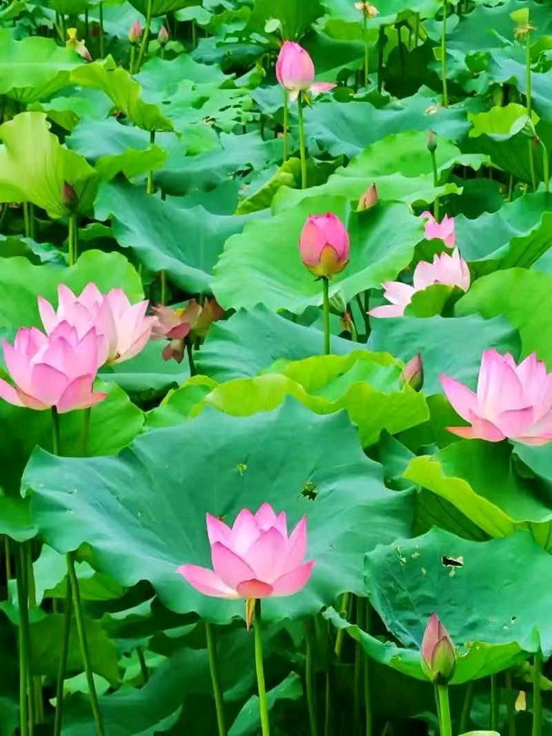 七律《三节齐临》文/潘毅（图13）