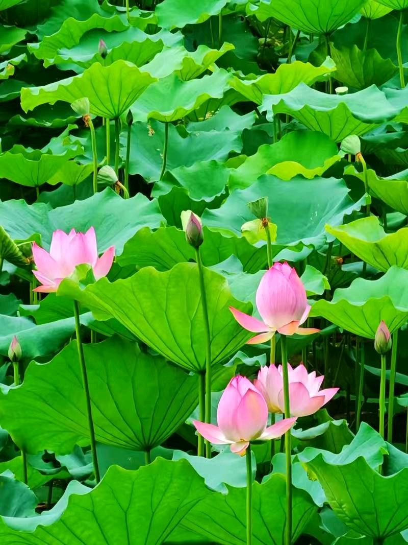 七律《三节齐临》文/潘毅（图14）