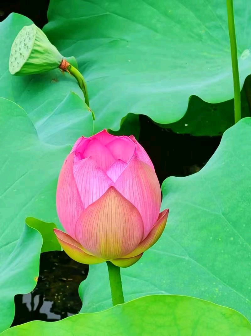 七律《三节齐临》文/潘毅（图17）