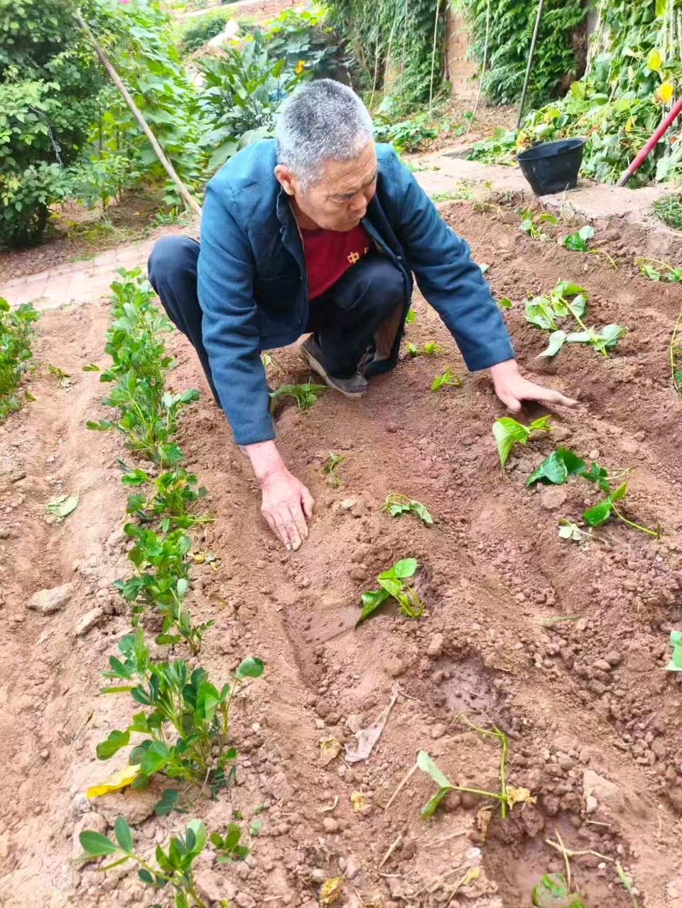 梦飞《玫瑰花》