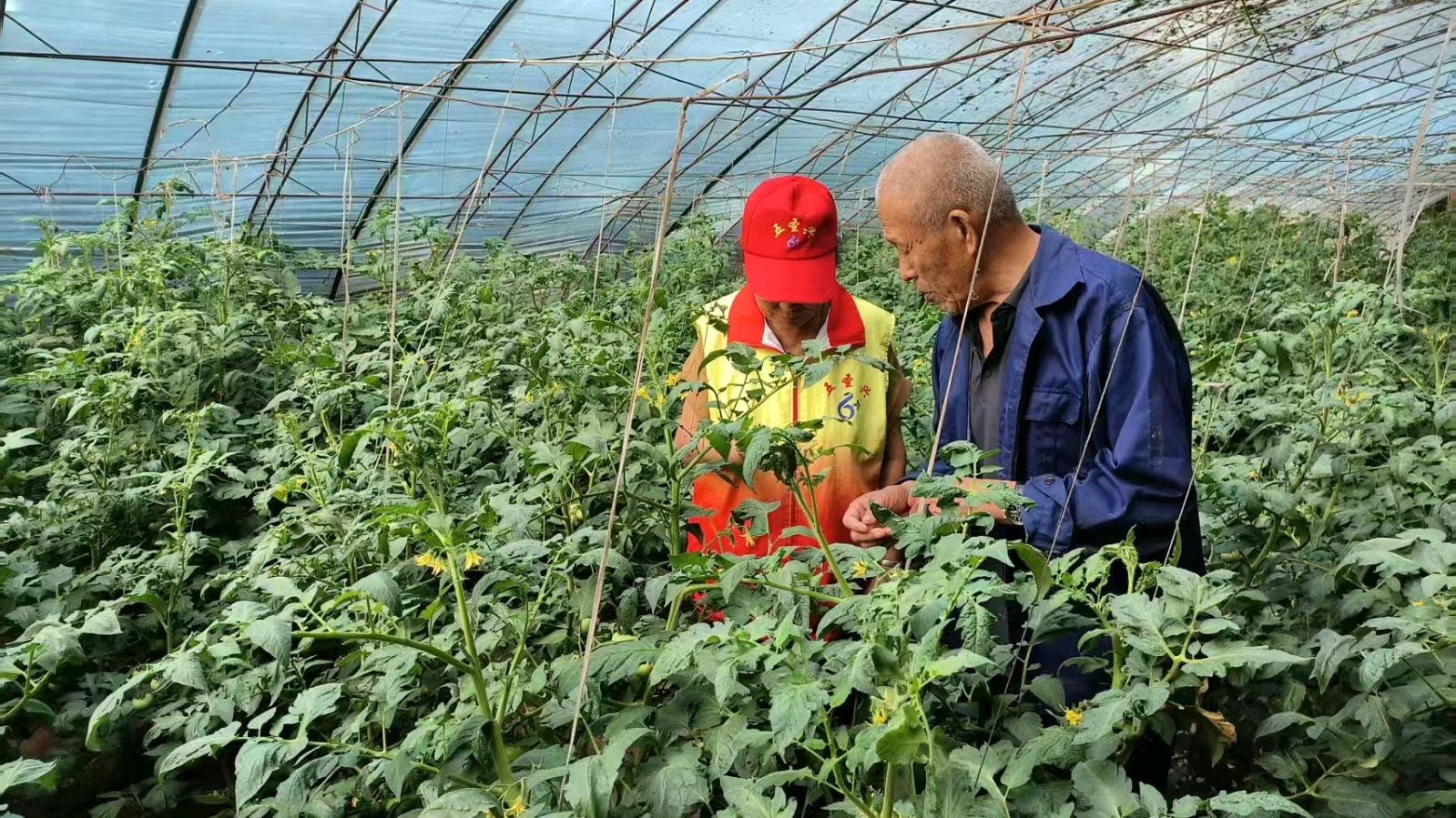 田间走访老农户 志愿调研解农情