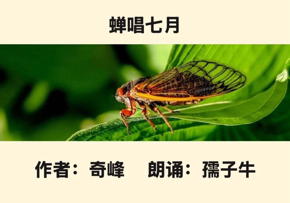 【卓然艺术联盟】 蝉唱七月｜ 作者：奇峰 朗诵：孺子牛（总3514期）（图4）