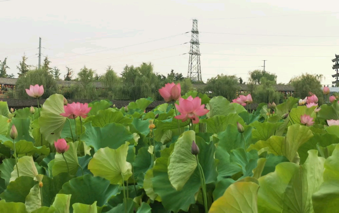 梁喜红（陕西）‖水街莲语（图5）