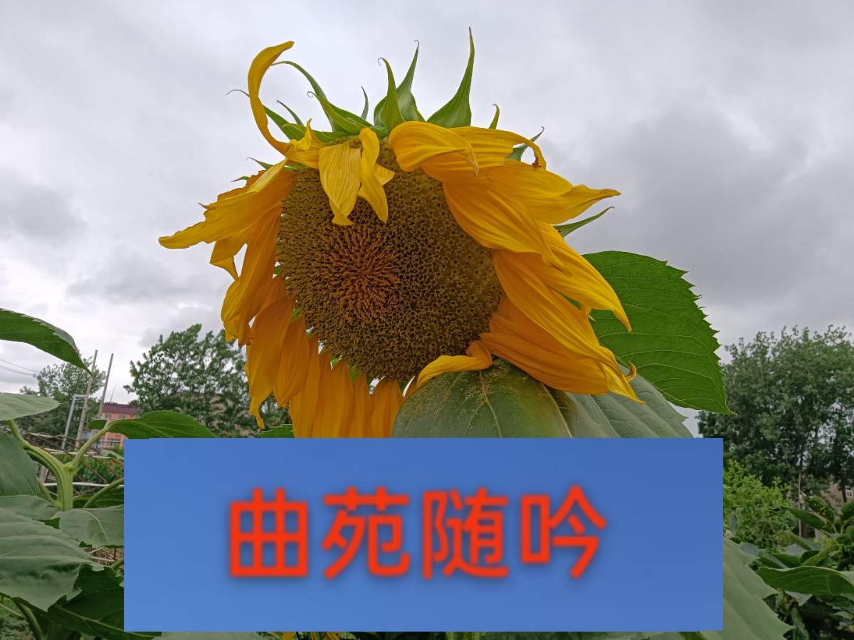 青莲岗文化散曲总第53期(2026年第11期)(图2)