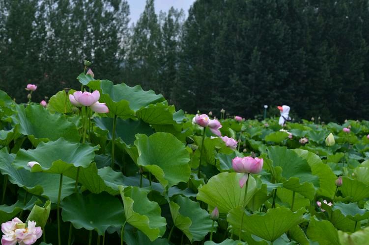 【美文欣赏】姨奶奶村的荷花湾 作者|| 孙延东 (山东)(图6)