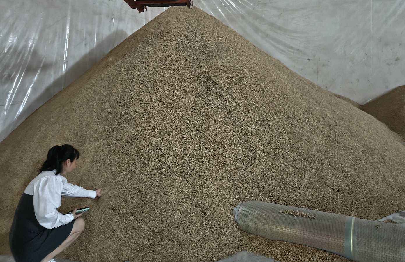 《夏粮质检入库》 文/邹群（钦州市钦南区作家协会秘书长）