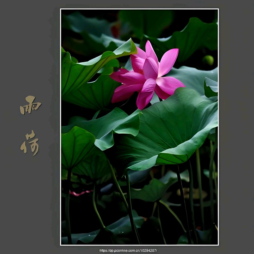 中华红旗国际诗社~北京头条~雨荷:作者/雨下罗加:朗诵/边城(图3)