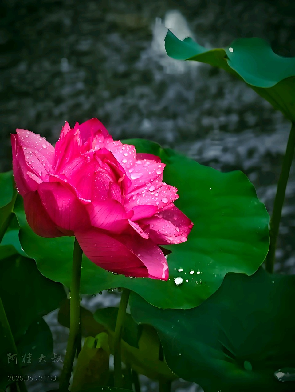 中华红旗国际诗社~北京头条~雨荷:作者/雨下罗加:朗诵/边城(图4)