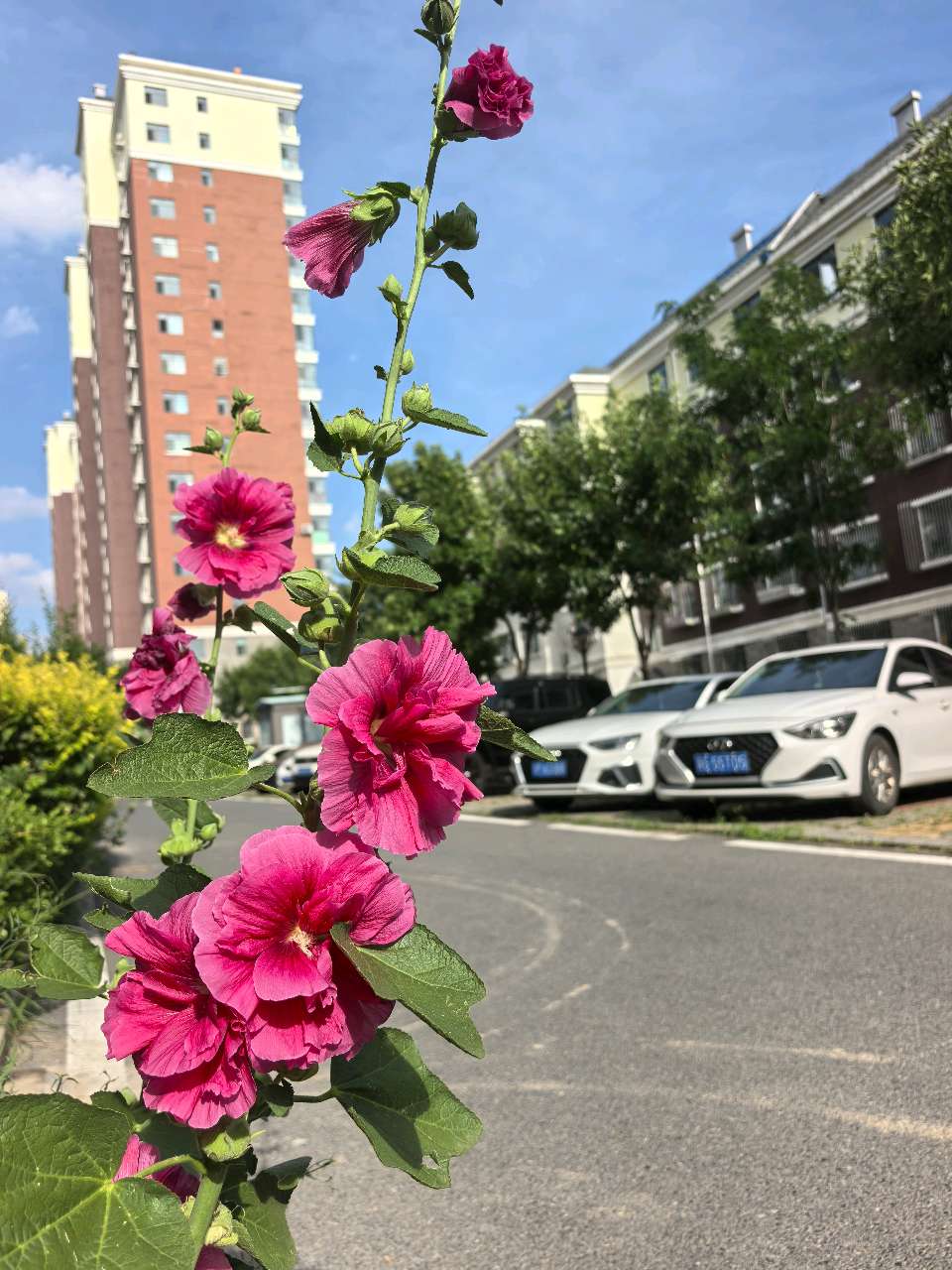 玉华《养生顺口溜》