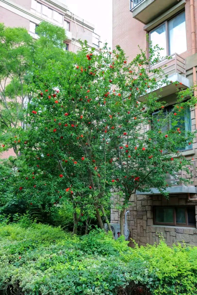 【荣耀中国】文学社*浣溪沙.咏花词（三首)作者/戴建中（图6）