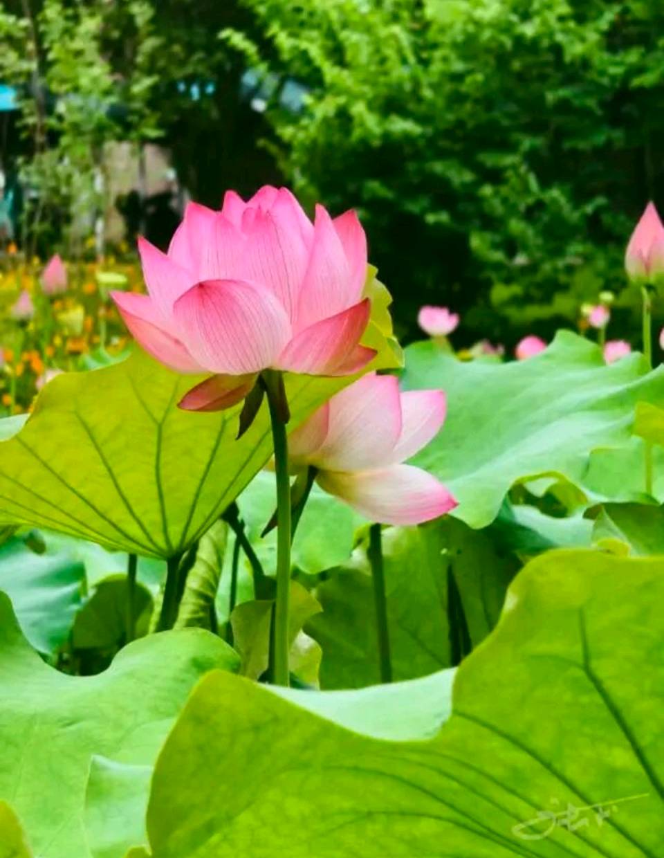 【中华友谊诗社】第064期百花齐放（文责自负）（图7）