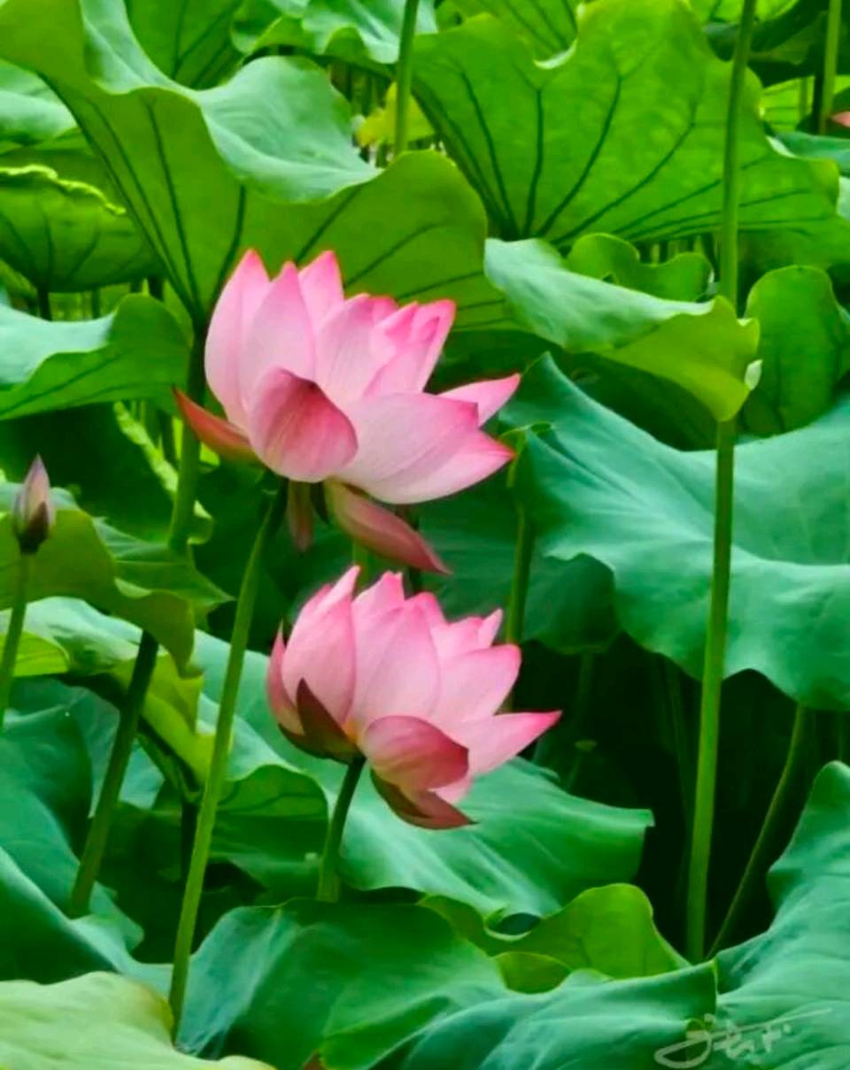 【中华友谊诗社】第064期百花齐放（文责自负）（图19）