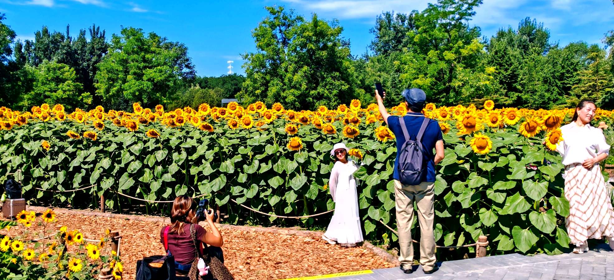 司马小萌北京号 | 在奥林匹克森林公园的“葵花展”上拍大片（图7）