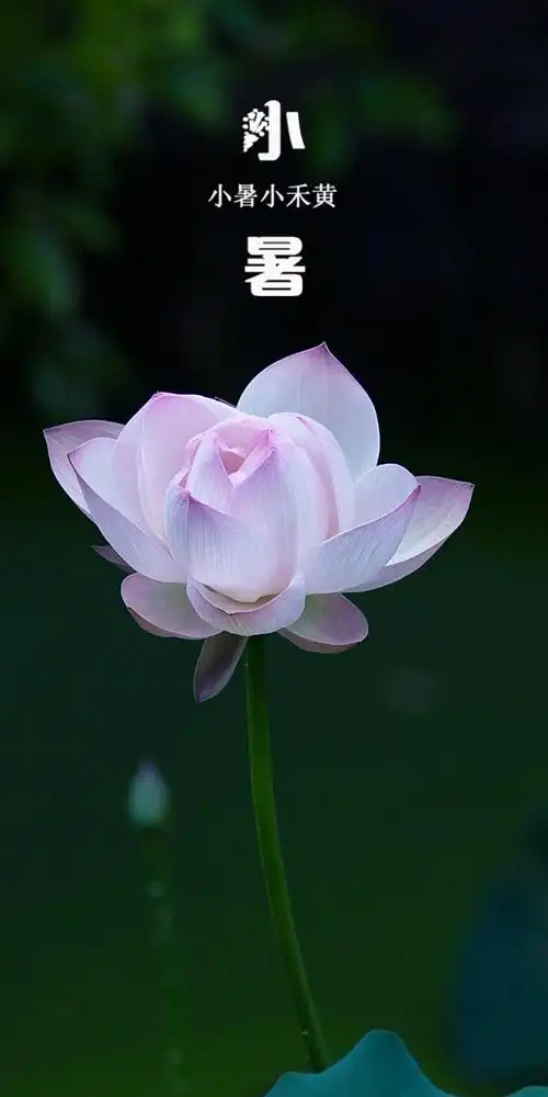 小暑||巴彦诗协【1182】（图3）