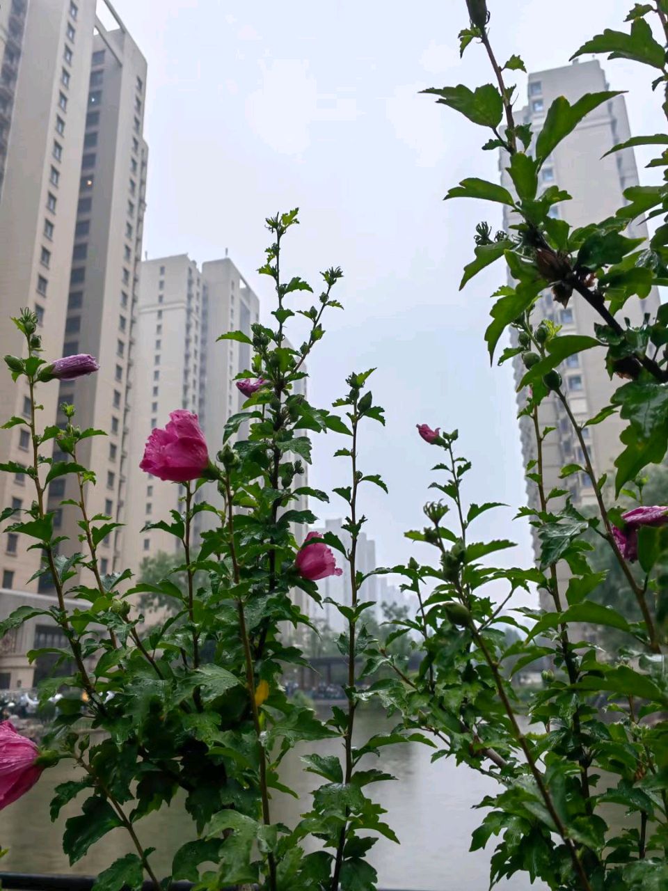 临池听雨🌧（图7）