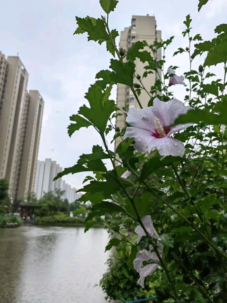临池听雨🌧（图5）