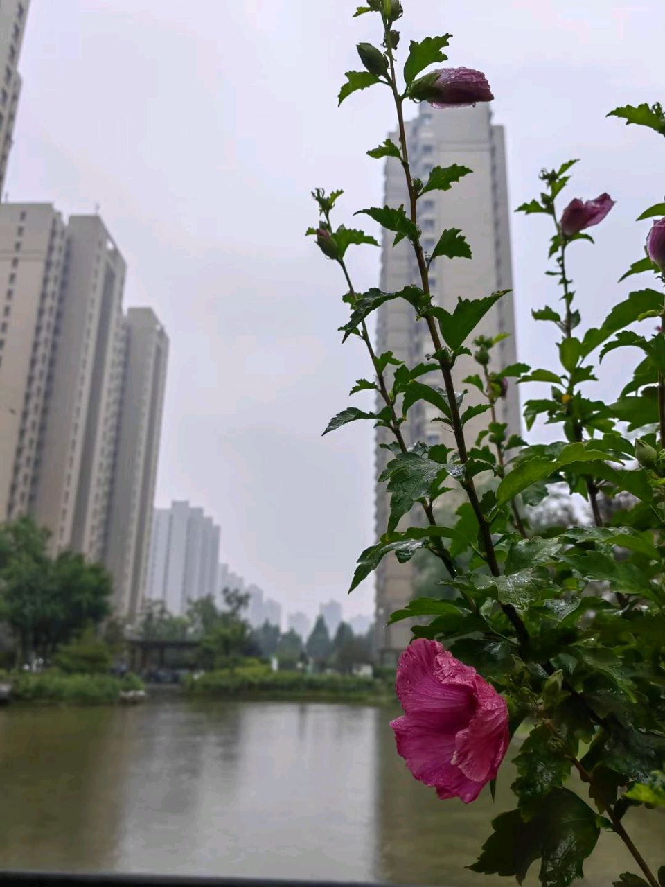 临池听雨🌧（图6）