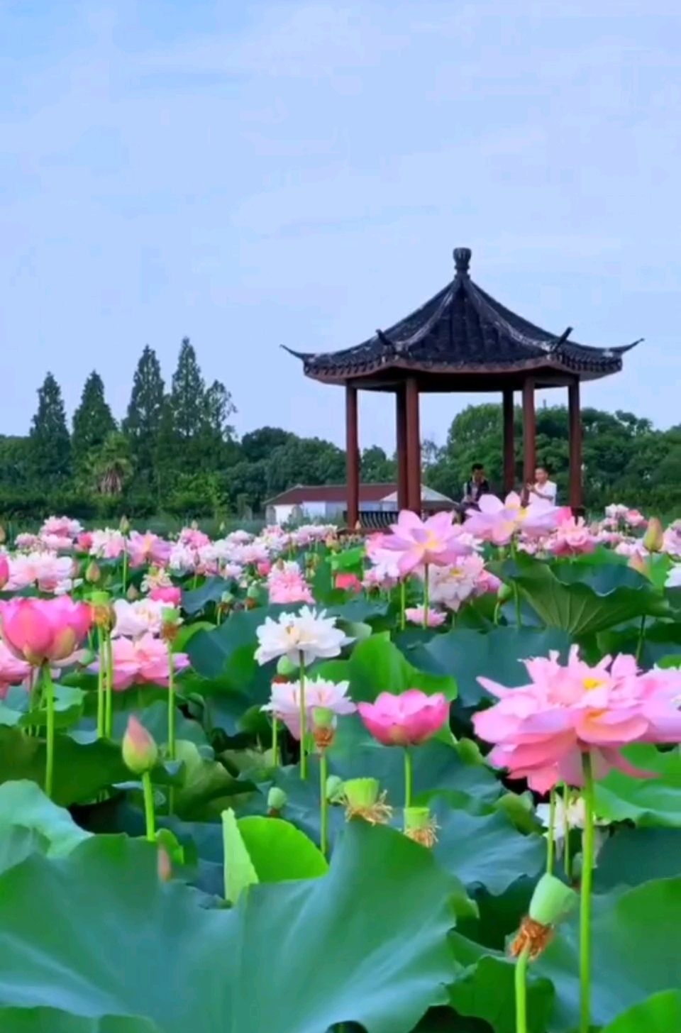 【都市头条向幸福出发编辑部】第16195期 雨荷清韵 文 如月 主播 美丽人生(图2)