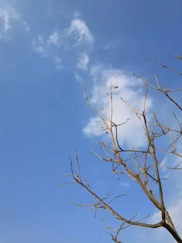 云飞累了，栖在绿枝上，于是，美的意境落入诗人的笔尖—题图诗—文化强国量子诗歌实验室（筹）（图15）