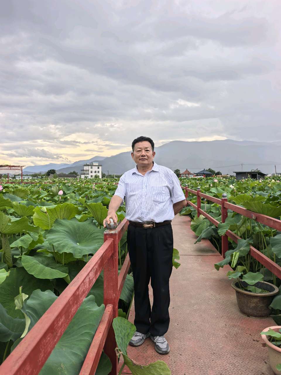 与你相遇，荷其有幸（图12）