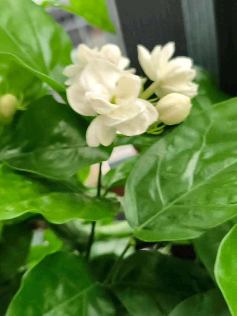 【中华友谊诗社】第064期百花齐放（文责自负）（图13）
